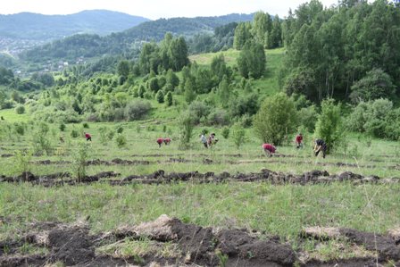 Сотрудники санитарной службы провели акцию по посадке леса
