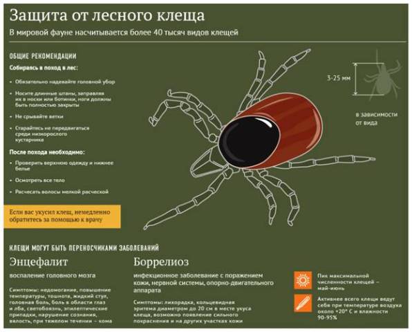 В Республике Алтай растёт число пострадавших от укусов клещей