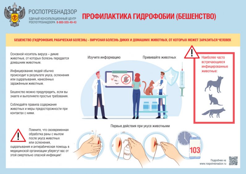 О профилактике бешенства